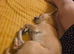 Male chihuahua for sale