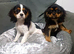 Beautiful cavalier girls