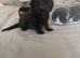 Kittens ready to leave 22nd September