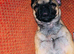 Beautiful 2 Year old Female Frenchie x Pug x Chihuahua