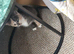 Blue tortoiseshell female kitten