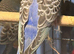 Young Indoor-Raised Budgies perfect pets Cheshire