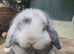 Mini lop stunning magpie ready now