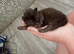 4 male kittens