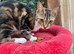FEMALE KITTEN/ CAT NEEDING LOVING HOME