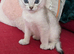 Registered Abyssinian Kittens