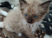 2 Pure Mitted Ragdoll Kittens.