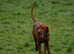 Exceptional Bred Hungarian Vizsla Puppies 1.6% COI--1 Girl Left