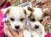 Jack Russell puppies
