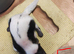 Skunk kits