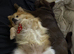 Pomeranian boy
