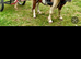 Ride and drive registered minature stallion