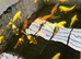 Koi