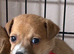 Jackrussel puppies to reserve