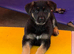 German shepherd pup