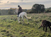 Loveable 15.3hh fleabitten grey gelding