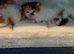 Persian kittens