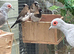 5 Bengalese finches