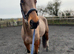 Joey 15.2hh 6yro part Standardbred