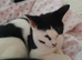 Numerous cats/kittens needing a new home