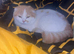 Scottish fold cross ragdolls