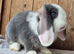 Mini lop babys ready now 2 girls left