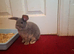 8 Week Old Male Rabbit