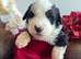 Old english sheepdog x bernese mountain dog puppies.