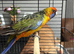 Beautiful male pennant