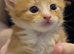 4 kittens available boys & girls