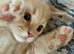 Beautiful Scottish Fold/Straight kittens