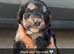 7 Beautiful cockapoo puppies