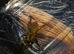 X6 obt kenya tarantula Unsexed