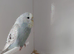 Baby budgies.