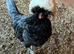 Polish Chicks