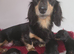 Longhaired Minature Dachshund puppies