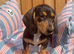 Mini dachshund