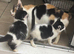 Black and white kittens