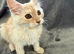 Maine coon 3/4 Cross Kittens LAST GIRL