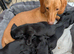 SOLID BLACK MINI DACHSHUNDS READY NOW