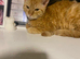 Female cat