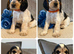 Kc registered show type cocker pups