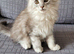 Tica registered maine coon kittens