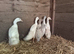 5 indian runners