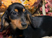 KC Long Coat Miniature Dachshund Puppies