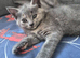 British shorthair X domestic