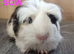 Beautiful Baby guinea pigs for sale
