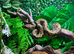 Madagascan Tree Boas at Birmingham Reptiles