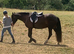 16hh Welsh Cob 3yrs Smokey black