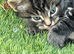 Kitten for good Home